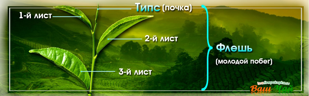 Типсы в чае – что это загадочное сочетание обозначает? ✔️Титрейдинг