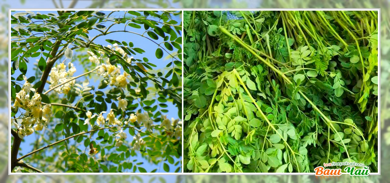 цветы и листья Моринги (tree of Moringa)