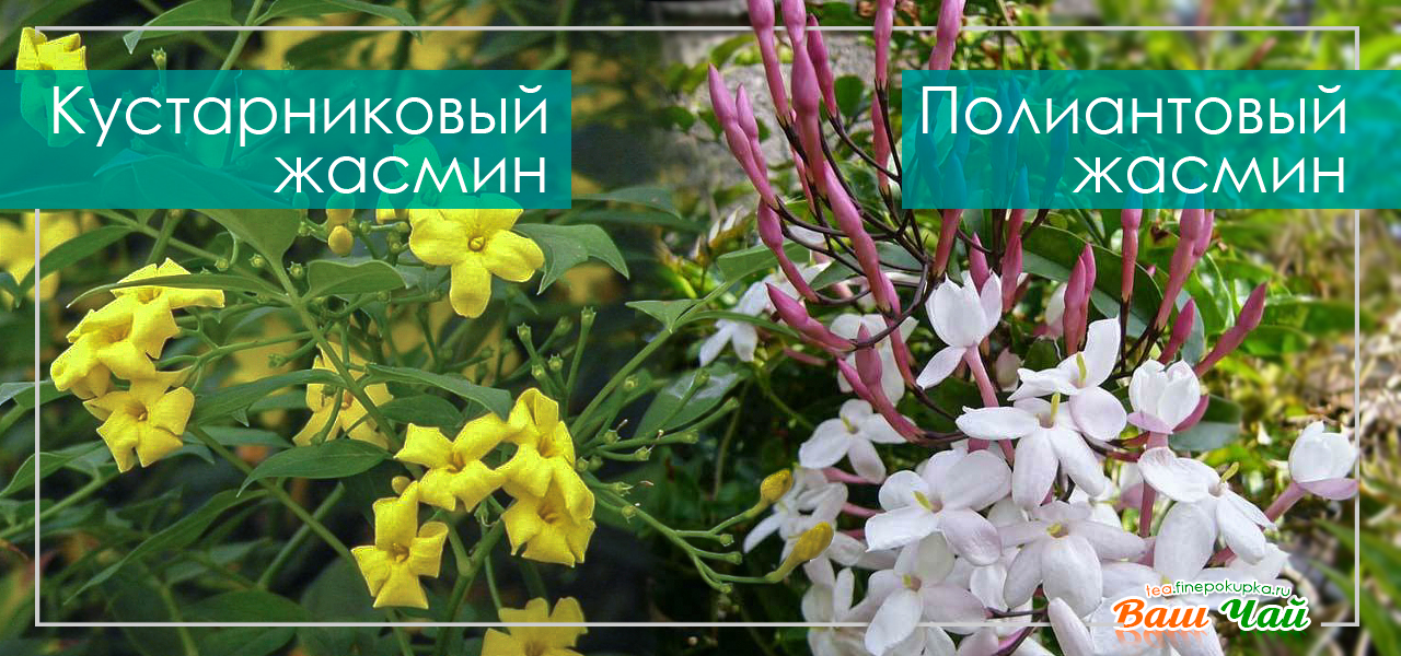 цветы жасмина