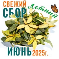 Саган Дайля (саган дали, рододендрон) из В. Саян