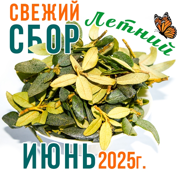 Саган Дайля (саган дали, рододендрон) из В. Саян