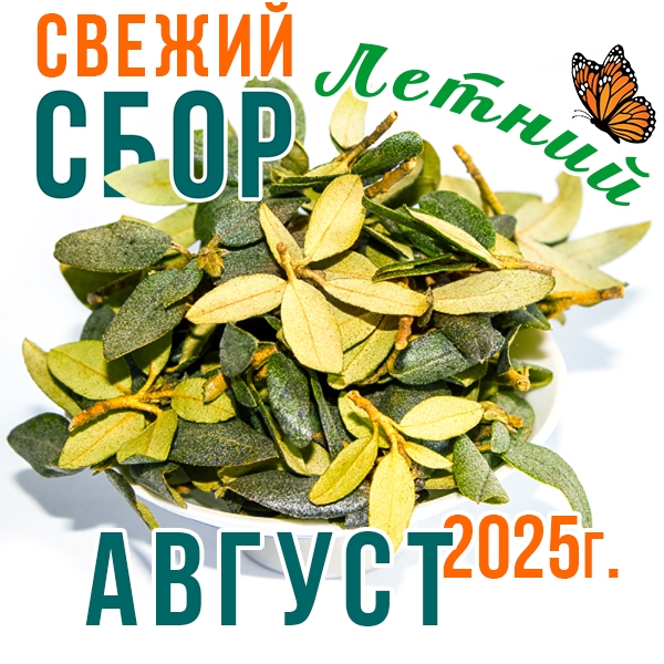 Саган Дайля (саган дали, рододендрон) из В. Саян