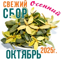 Саган Дайля (саган дали, рододендрон) из В. Саян