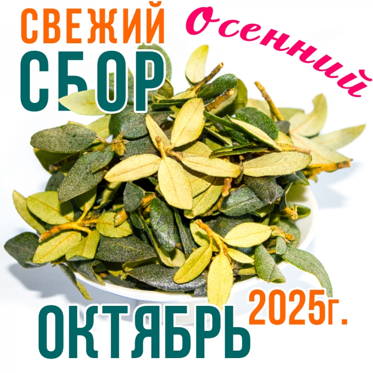 Саган Дайля (саган дали, рододендрон) из В. Саян