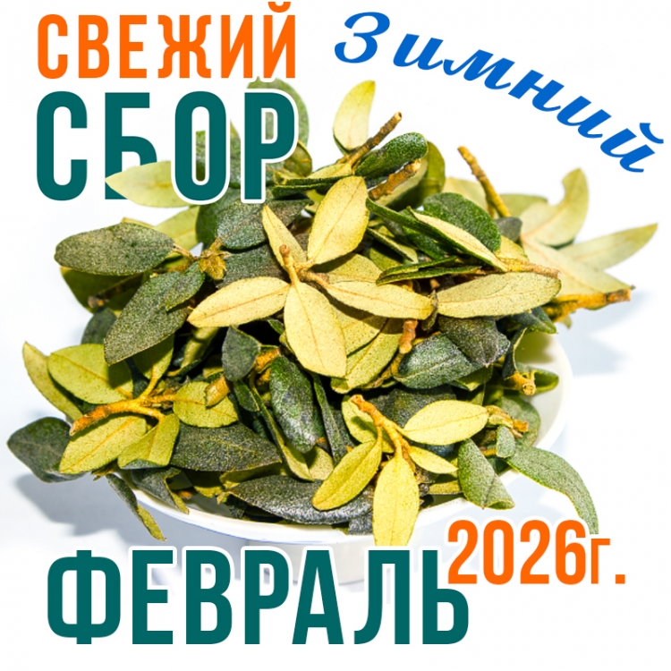 Саган Дайля (саган дали, рододендрон) из В. Саян