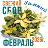 Саган Дайля (саган дали, рододендрон) из В. Саян - купить свежий саган